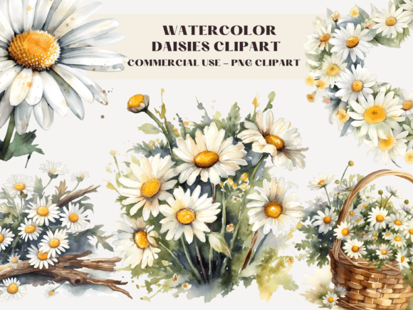 Download Watercolour Daisies Clipart Illustration - Watercolour Collection
